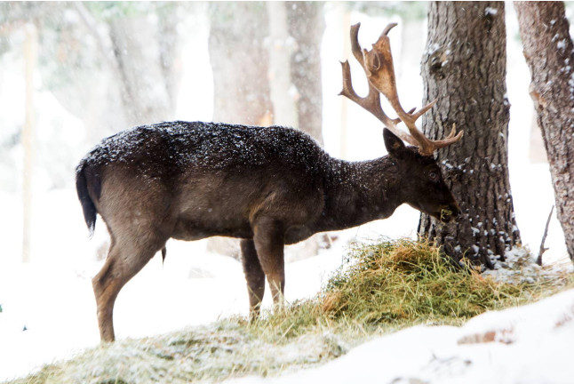 Alquiler de Raquetas de Nieve, Trineo y Entrada al Parque de Animales de Naturlandia (Andorra)