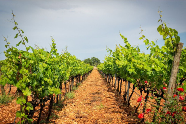 Tour y Cata: Visita con Cata y Degustación en Bodegas Ángel (Santa María del Camí, Mallorca)