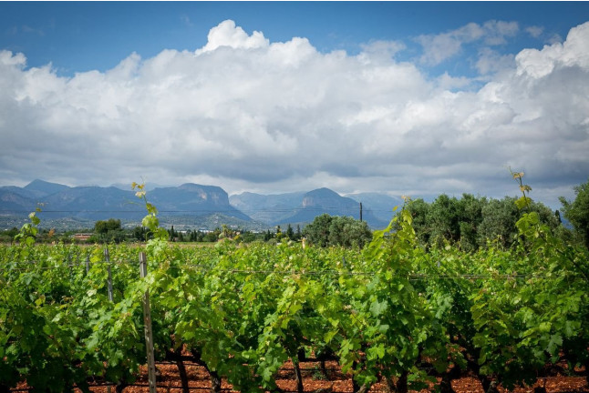 Tour y Cata: Visita con Cata y Degustación para dos en Bodegas Ángel (Santa María del Camí, Mallorca)