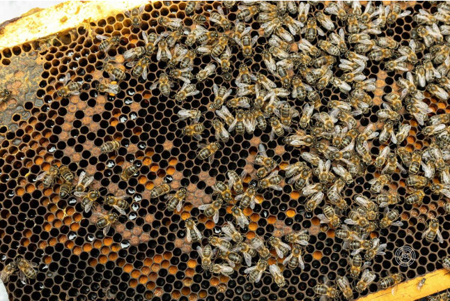 Experiencia de Apicultura en Campomiel - La Mielería (Ventosa, La Rioja)