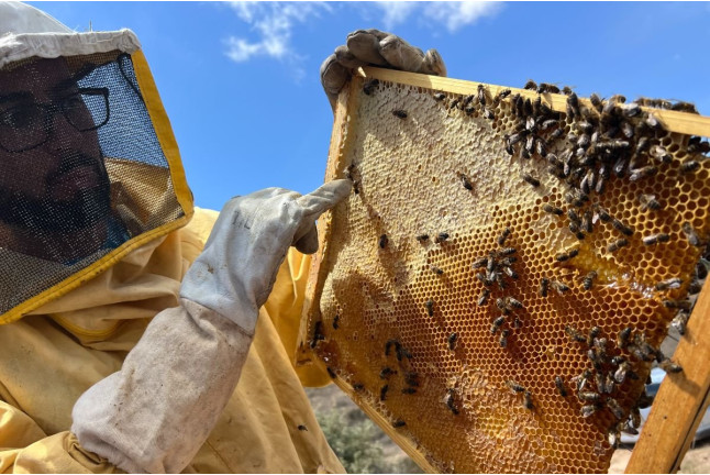 Taller de Apicultura con Cata de 3 Vinos y Degustación de Vino con Miel, AOVE Ecológico y Mieles Ecológicas para dos (Bullas, Murcia)