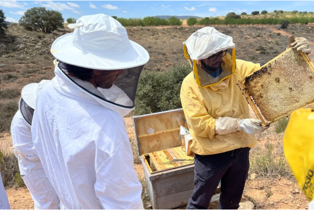 Taller de Apicultura con Cata de 3 Vinos y Degustación de Vino con Miel, AOVE Ecológico y Mieles Ecológicas para dos (Bullas, Murcia)