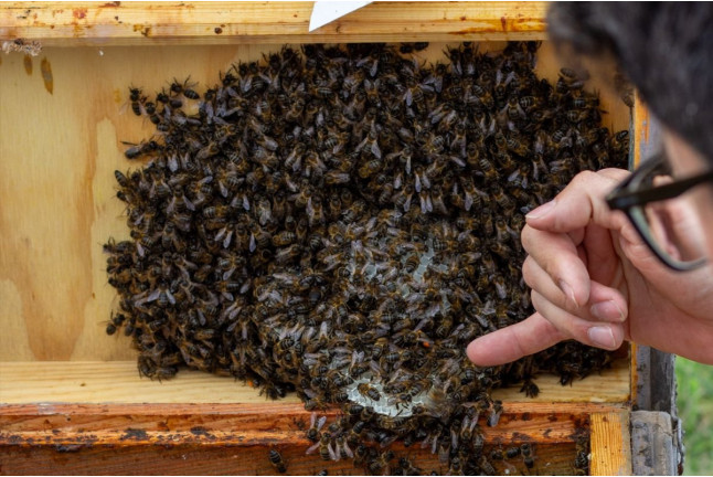 Taller de Apicultura con Cata de 3 Vinos y Degustación de Vino con Miel, AOVE Ecológico y Mieles Ecológicas para dos (Bullas, Murcia)