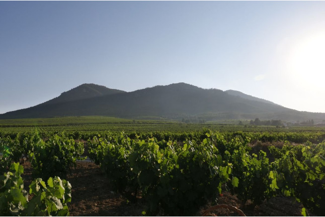 Taller de Apicultura con Cata de 3 Vinos y Degustación de Vino con Miel, AOVE Ecológico y Mieles Ecológicas para dos (Bullas, Murcia)