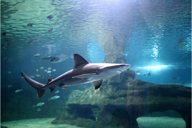 Entrada al Aquarium Costa de Almería (Roquetas de Mar, Almería)