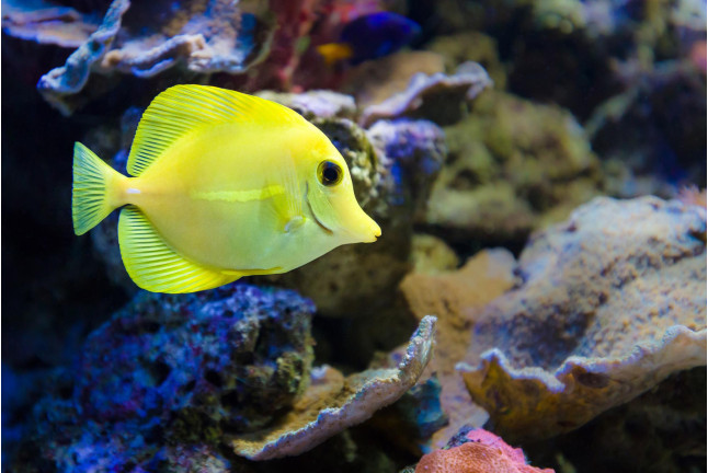 Entrada al Aquarium Costa de Almería (Roquetas de Mar, Almería)