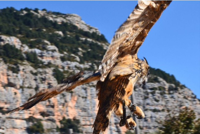 Exhibición de Vuelo de Aves Rapaces (Lleida)