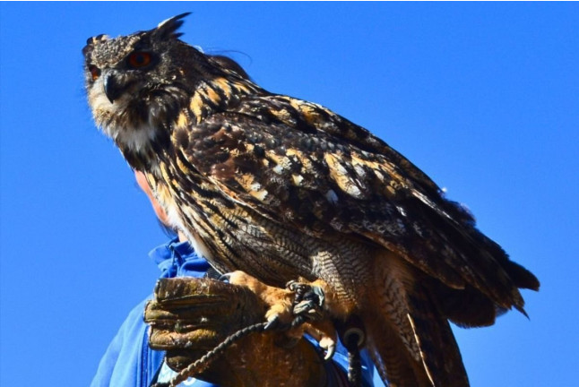 Exhibición de Vuelo de Aves Rapaces (Lleida)