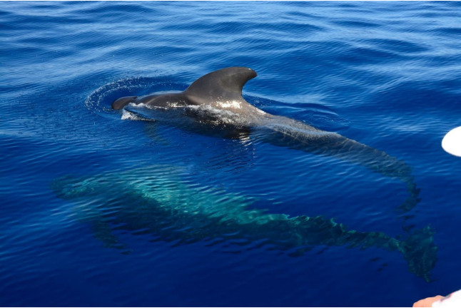 Avistamiento y Escucha de Ballenas y Delfines de 5 horas (Costa Adeje, Tenerife) 
