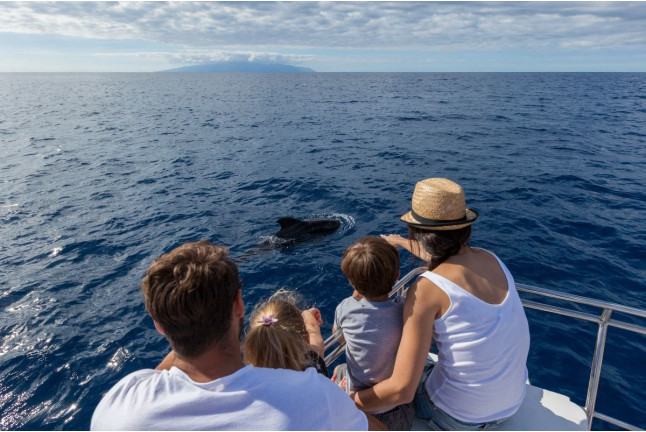 Avistamiento y Escucha de Ballenas y Delfines de 5 horas (Costa Adeje, Tenerife) 