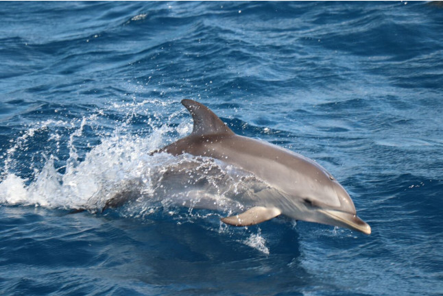 Tour de Avistamiento de Cetáceos para ver Delfines y Ballenas (Morro Jable, Fuerteventura)