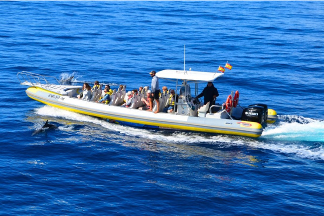Tour de Avistamiento de Cetáceos para ver Delfines y Ballenas (Morro Jable, Fuerteventura)