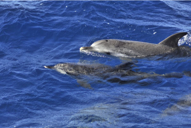 Tour de Avistamiento de Cetáceos para ver Delfines y Ballenas (Morro Jable, Fuerteventura)