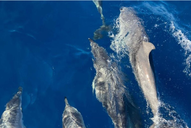 Excursión en Barco con Avistamiento de Cetáceos (La Gomera)