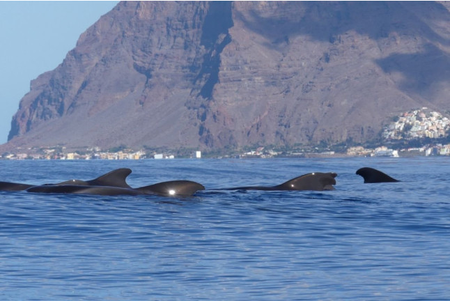 Excursión en Barco con Avistamiento de Cetáceos (La Gomera)
