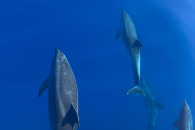 Excursión en Barco con Avistamiento de Cetáceos (La Gomera)