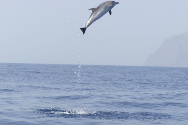 Excursión en Barco con Avistamiento de Cetáceos (La Gomera)