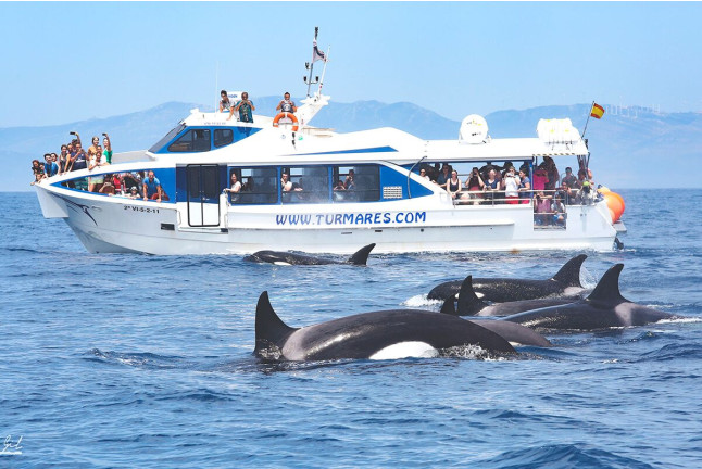 Avistamiento de Cetáceos: Delfines y Ballenas (Tarifa, Cádiz)