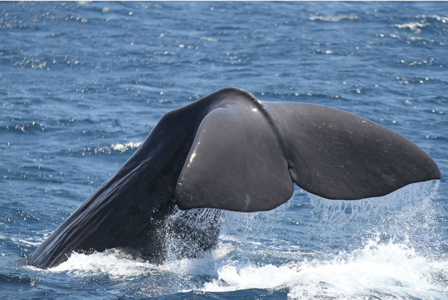 Avistamiento de Cetáceos: Delfines y Ballenas (Tarifa, Cádiz)