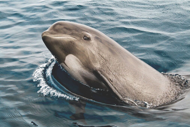 Avistamiento de Cetáceos: Delfines y Ballenas (Tarifa, Cádiz)