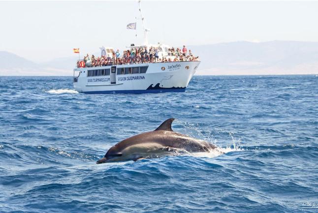 Avistamiento de Cetáceos: Delfines y Ballenas (Tarifa, Cádiz)
