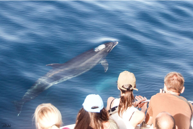 Avistamiento de Cetáceos: Delfines y Ballenas (Tarifa, Cádiz)
