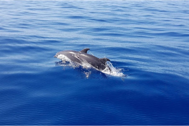 Paseo en Barco, Avistamiento de Cetáceos y Kayak (Los Gigantes, Tenerife)