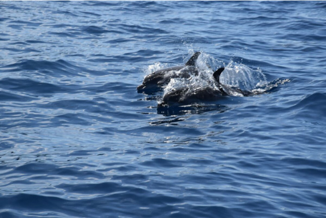 Whale Express: Avistamiento de Cetáceos (Tenerife)