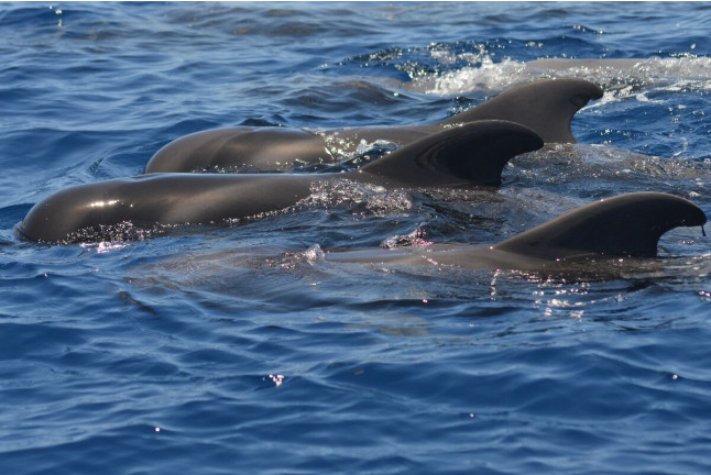 Whale Express: Avistamiento de Cetáceos (Tenerife)