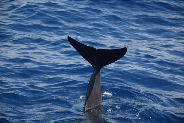 Whale Express: Avistamiento de Cetáceos (Tenerife)