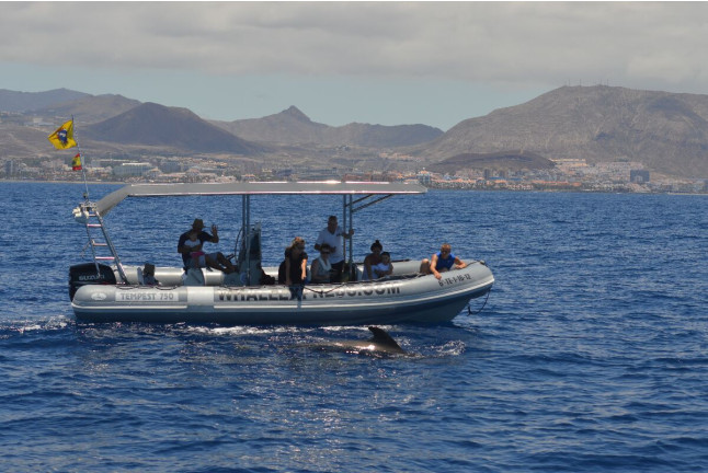 Whale Express: Avistamiento de Cetáceos (Tenerife)