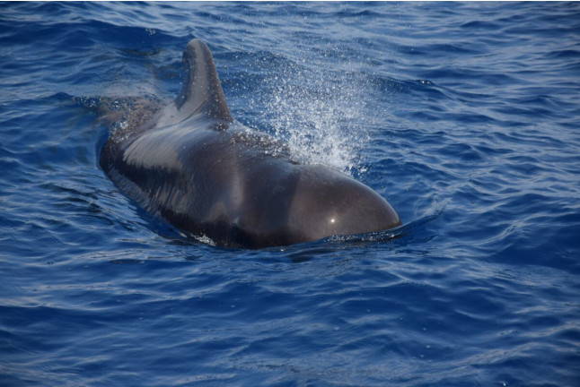 Whale Express: Avistamiento de Cetáceos (Tenerife)