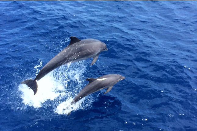 Dolphin Watch: Avistamiento de Delfines con Baño (Mallorca)