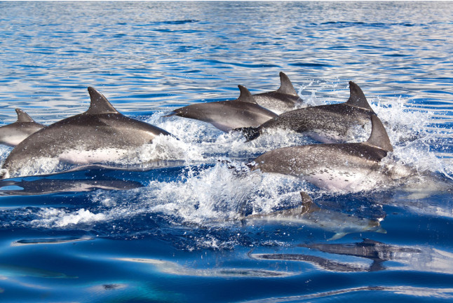 Dolphin Watch: Avistamiento de Delfines con Baño (Mallorca)