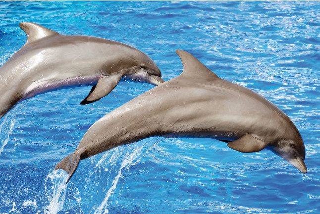 Dolphin Watch: Avistamiento de Delfines con Baño (Mallorca)