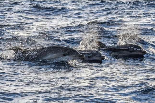 Delfines y Amanecer: Avistamiento de Delfines en Barco (S'Arenal, Mallorca)