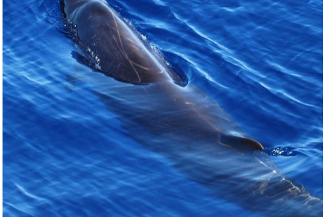 Avistamiento de Delfines (Gran Canaria)