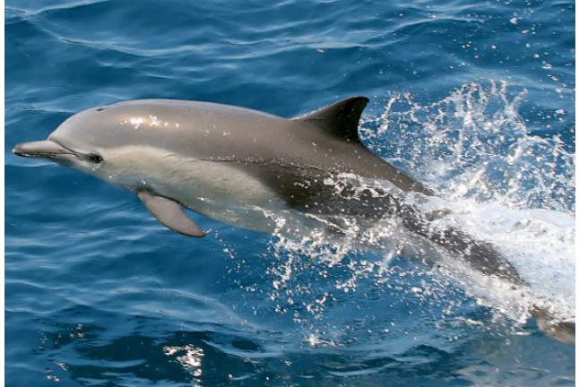 Avistamiento de Delfines (Gran Canaria)
