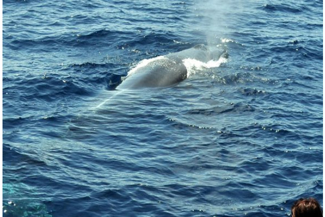 Avistamiento de Delfines (Gran Canaria)