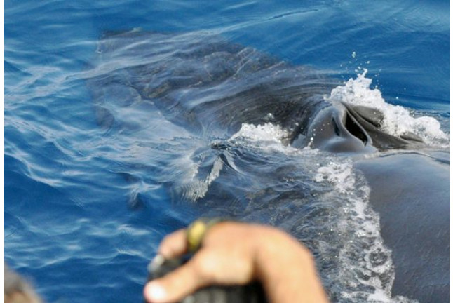 Avistamiento de Delfines (Gran Canaria)