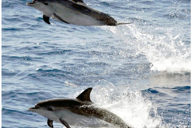 Avistamiento de Delfines (Gran Canaria)