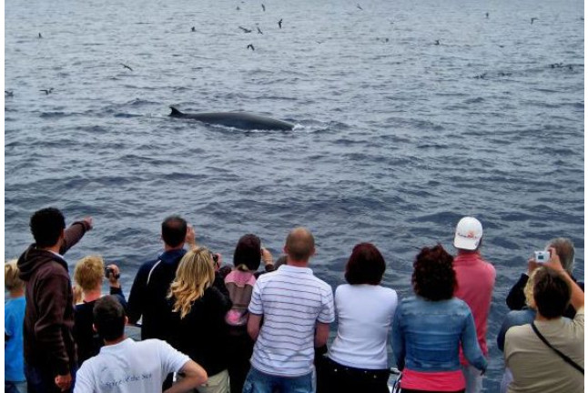 Avistamiento de Delfines (Gran Canaria)