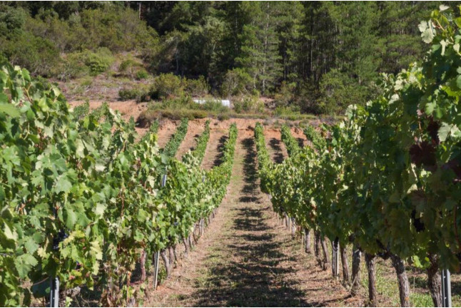 Circuito Spa y Menú en Hotel Balneario La Hermida 4* y Visita a la Bodega Picos de Cabariezo con Cata para dos (Cantabria)