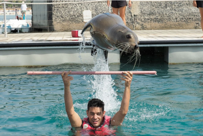 Baño con Leones Marinos (Fuerteventura, Las Palmas)