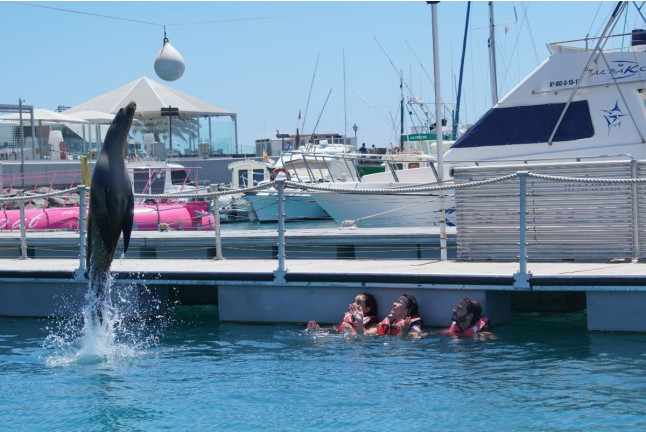 Baño con Leones Marinos (Fuerteventura, Las Palmas)