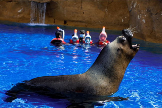 Baño con Leones Marinos en Selwo Marina Delfinarium (Málaga)