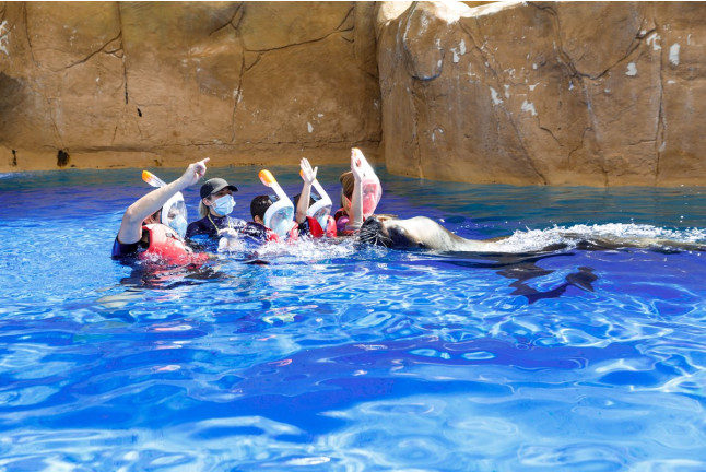 Baño con Leones Marinos en Selwo Marina Delfinarium (Málaga)