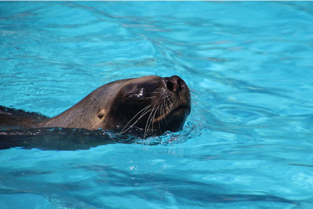 Baño con Leones Marinos en Selwo Marina Delfinarium (Málaga)