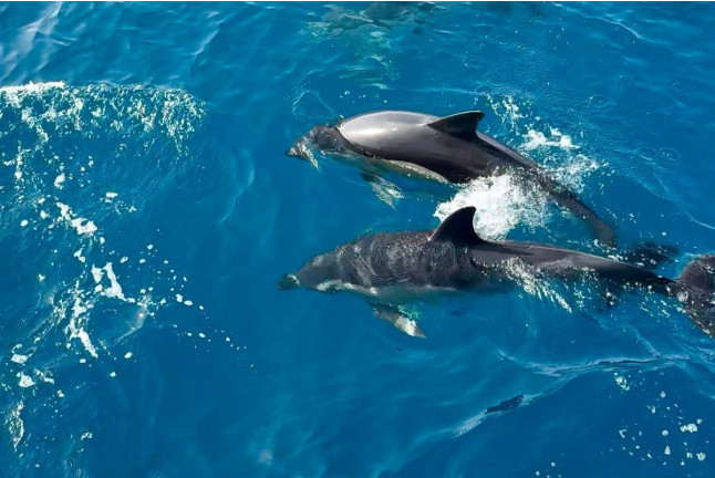 Salida en Barco Privado con Avistamiento de Delfines, Snorkel, Paddle SUP y Bebida Ilimitada para dos (Benalmádena, Málaga)