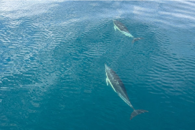 Paseo en Barco Privado para dos en Busca de Delfines por la Bahía de Estepona con Cava y Picoteo (Málaga)